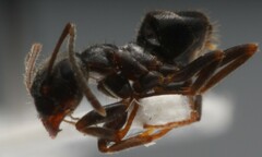 Lasius platythorax