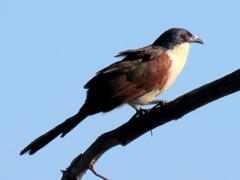 Centropus cupreicaudus