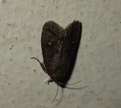 Cryptaspasma