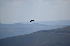 Falco tinnunculus