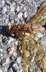Aeshna grandis