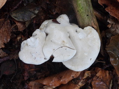 Leucocybe connata