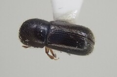 Xyloterinus politus