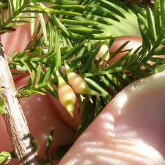Taxodiomyia taxodii