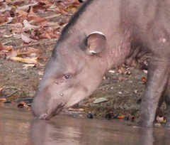Tapirus terrestris
