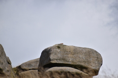 Falco tinnunculus