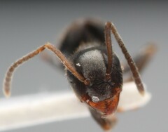 Lasius platythorax