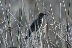 Oreoscoptes montanus
