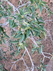 Ficus cordata