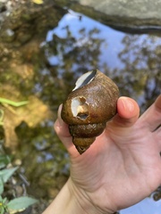 Cipangopaludina chinensis