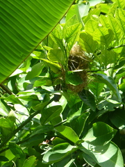 Foudia madagascariensis