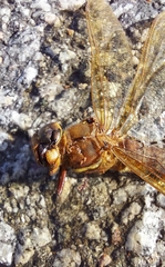 Aeshna grandis