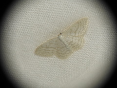 Idaea subsericeata
