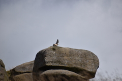 Falco tinnunculus