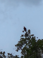 Haliaeetus vocifer