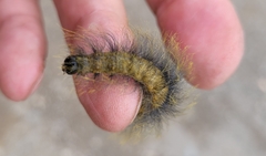 Acronicta leporina