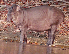 Tapirus terrestris