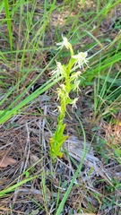 Habenaria quinqueseta