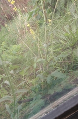 Agrimonia eupatoria