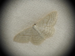 Idaea subsericeata