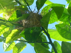 Foudia madagascariensis
