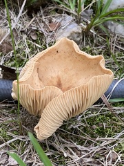 Lactifluus volemus