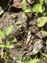 Lycosinae