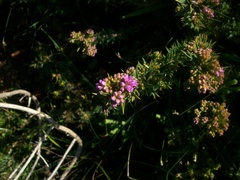 Agathosma ciliaris