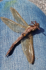 Aeshna grandis