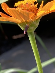 Graphocephala coccinea