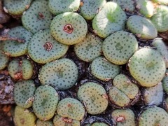 Conophytum