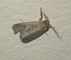 Spodoptera depravata