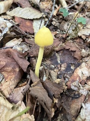 Entoloma murrayi