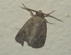 Spodoptera depravata