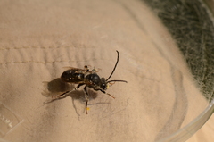 Eucera