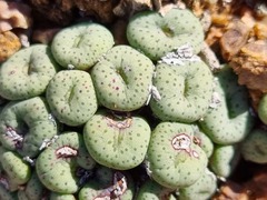 Conophytum