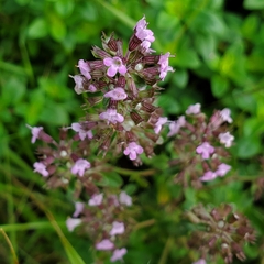 Thymus serpyllum