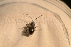 Eucera