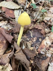 Entoloma murrayi