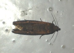 Cryptaspasma