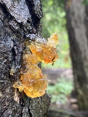 Tremella