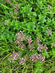 Thymus serpyllum
