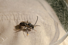 Eucera