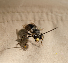 Eucera