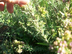 Agathosma ciliaris