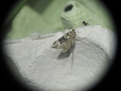 Epirrhoe galiata