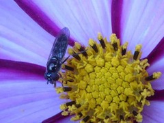 Platycheirus albimanus