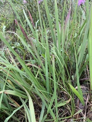 Eragrostis spectabilis