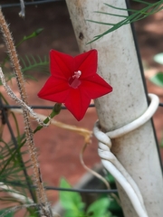 Ipomoea quamoclit