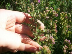Agathosma ciliaris
